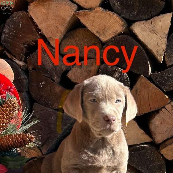 Nancy, Silver Labrador Retriever Puppy